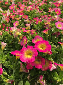 annuals at local nursery