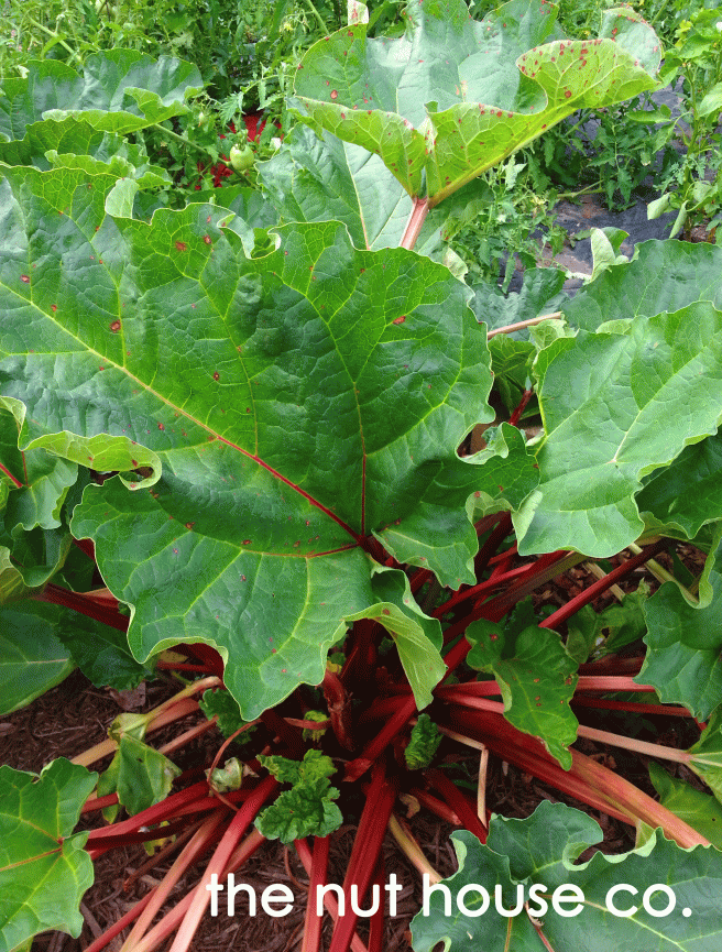 rhubarb-organic